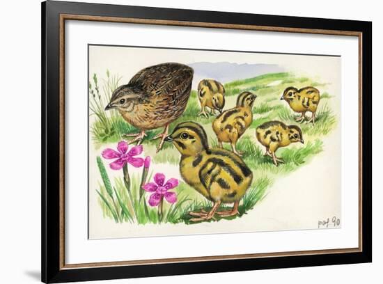 Common Quail Coturnix Coturnix with Chicks-null-Framed Giclee Print