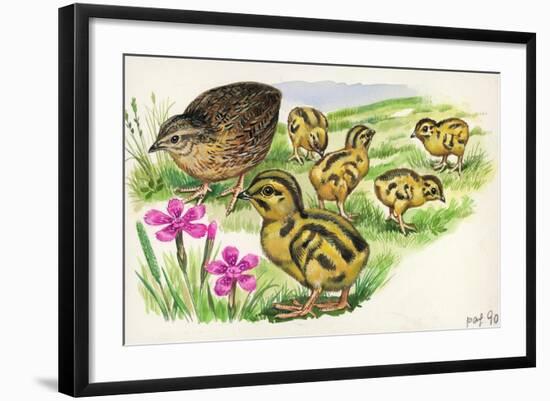 Common Quail Coturnix Coturnix with Chicks-null-Framed Giclee Print