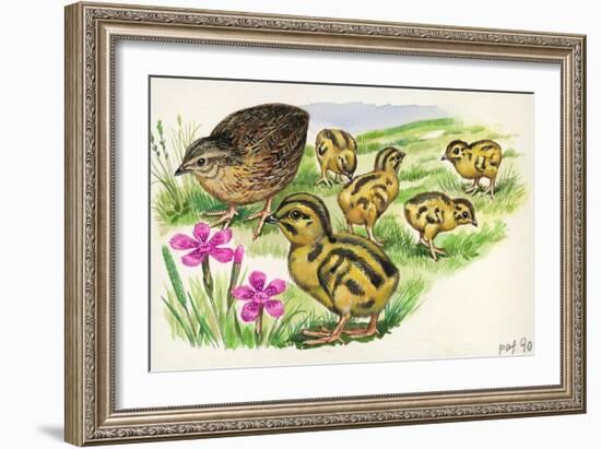 Common Quail Coturnix Coturnix with Chicks-null-Framed Giclee Print