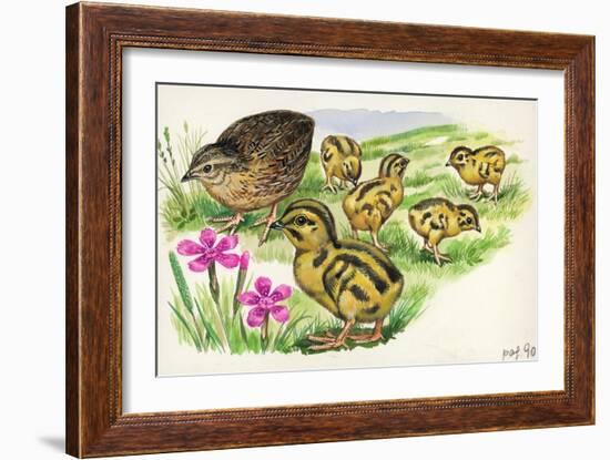 Common Quail Coturnix Coturnix with Chicks-null-Framed Giclee Print