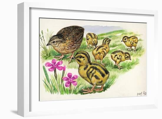 Common Quail Coturnix Coturnix with Chicks-null-Framed Giclee Print