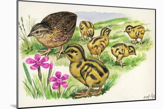 Common Quail Coturnix Coturnix with Chicks-null-Mounted Giclee Print