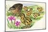 Common Quail Coturnix Coturnix with Chicks-null-Mounted Giclee Print