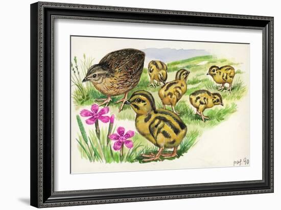 Common Quail Coturnix Coturnix with Chicks-null-Framed Giclee Print