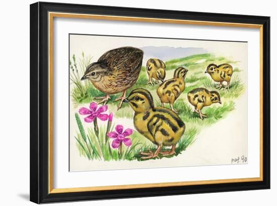 Common Quail Coturnix Coturnix with Chicks-null-Framed Giclee Print