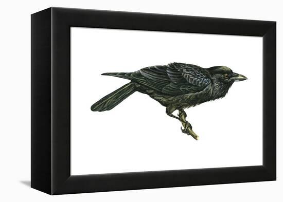 Common Raven (Corvus Corax), Birds-Encyclopaedia Britannica-Framed Stretched Canvas