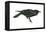 Common Raven (Corvus Corax), Birds-Encyclopaedia Britannica-Framed Stretched Canvas