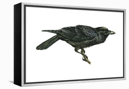 Common Raven (Corvus Corax), Birds-Encyclopaedia Britannica-Framed Stretched Canvas