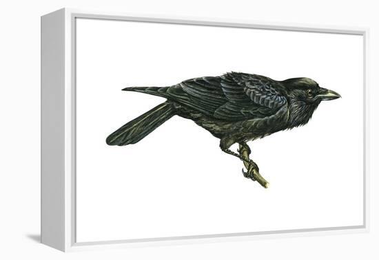 Common Raven (Corvus Corax), Birds-Encyclopaedia Britannica-Framed Stretched Canvas