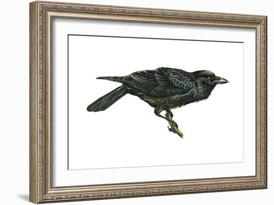 Common Raven (Corvus Corax), Birds-Encyclopaedia Britannica-Framed Art Print