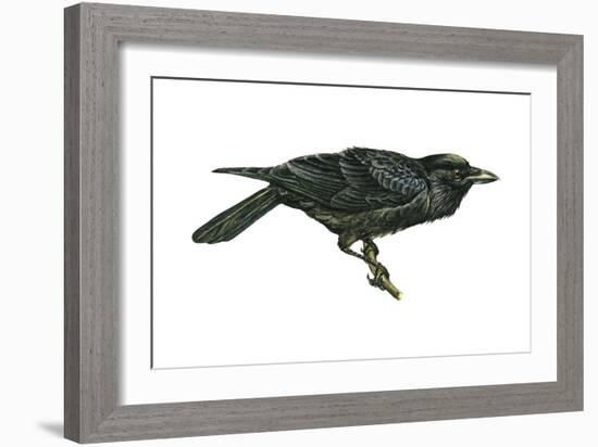 Common Raven (Corvus Corax), Birds-Encyclopaedia Britannica-Framed Art Print