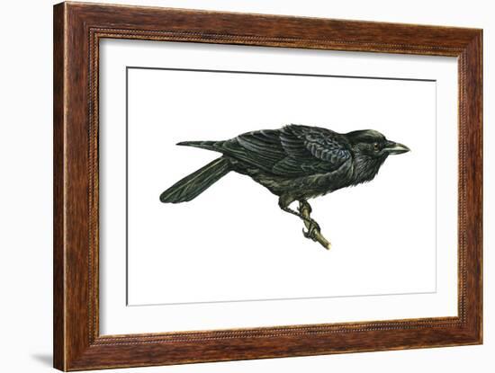 Common Raven (Corvus Corax), Birds-Encyclopaedia Britannica-Framed Art Print