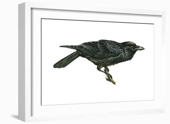 Common Raven (Corvus Corax), Birds-Encyclopaedia Britannica-Framed Art Print