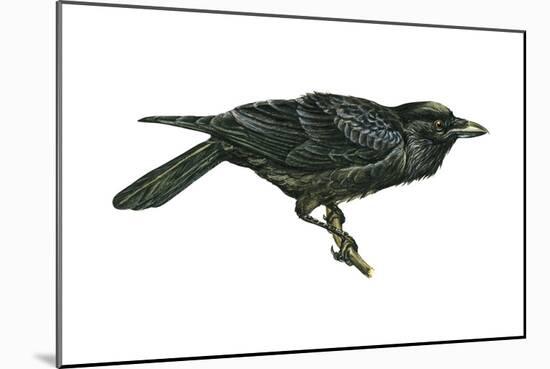 Common Raven (Corvus Corax), Birds-Encyclopaedia Britannica-Mounted Art Print