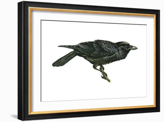 Common Raven (Corvus Corax), Birds-Encyclopaedia Britannica-Framed Art Print