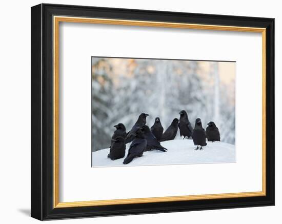 Common Raven (Corvus Corax) Group On Snow In Forest Clearing, Utajärvi, Finland-Markus Varesvuo-Framed Photographic Print