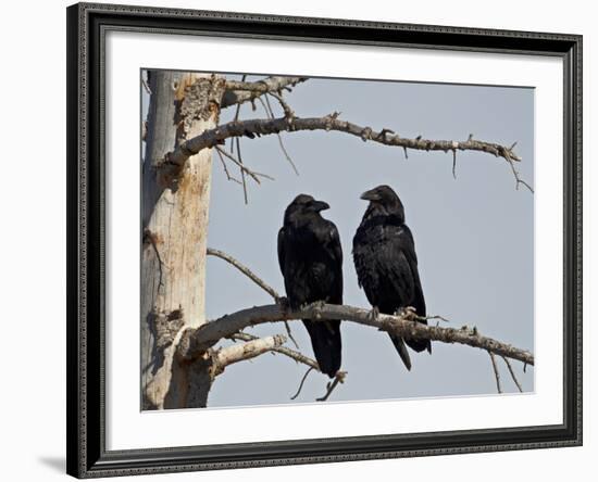 Common Raven (Corvus Corax) Pair, Yellowstone National Park, Wyoming, USA, North America-James Hager-Framed Photographic Print