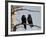 Common Raven (Corvus Corax) Pair, Yellowstone National Park, Wyoming, USA, North America-James Hager-Framed Photographic Print