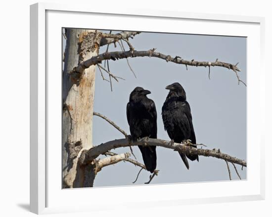 Common Raven (Corvus Corax) Pair, Yellowstone National Park, Wyoming, USA, North America-James Hager-Framed Photographic Print