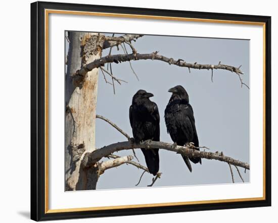 Common Raven (Corvus Corax) Pair, Yellowstone National Park, Wyoming, USA, North America-James Hager-Framed Photographic Print