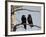 Common Raven (Corvus Corax) Pair, Yellowstone National Park, Wyoming, USA, North America-James Hager-Framed Photographic Print