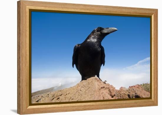 Common Raven (Corvus Corax) Perched on Rock, La Caldera De Taburiente Np, La Palma, Canary Islands-Relanzón-Framed Premier Image Canvas