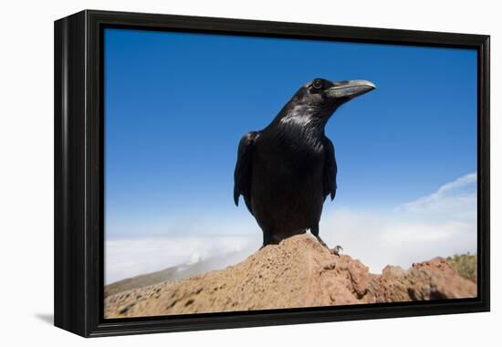 Common Raven (Corvus Corax) Perched on Rock, La Caldera De Taburiente Np, La Palma, Canary Islands-Relanzón-Framed Premier Image Canvas