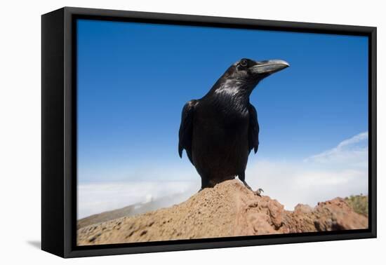 Common Raven (Corvus Corax) Perched on Rock, La Caldera De Taburiente Np, La Palma, Canary Islands-Relanzón-Framed Premier Image Canvas