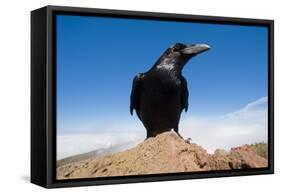 Common Raven (Corvus Corax) Perched on Rock, La Caldera De Taburiente Np, La Palma, Canary Islands-Relanzón-Framed Premier Image Canvas