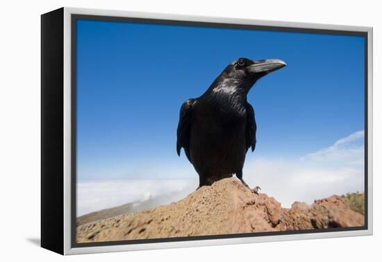 Common Raven (Corvus Corax) Perched on Rock, La Caldera De Taburiente Np, La Palma, Canary Islands-Relanzón-Framed Premier Image Canvas