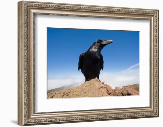 Common Raven (Corvus Corax) Perched on Rock, La Caldera De Taburiente Np, La Palma, Canary Islands-Relanzón-Framed Photographic Print