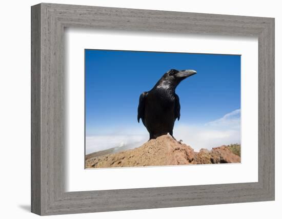 Common Raven (Corvus Corax) Perched on Rock, La Caldera De Taburiente Np, La Palma, Canary Islands-Relanzón-Framed Photographic Print