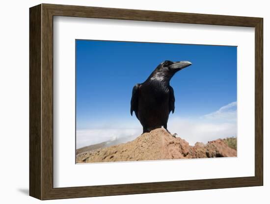 Common Raven (Corvus Corax) Perched on Rock, La Caldera De Taburiente Np, La Palma, Canary Islands-Relanzón-Framed Photographic Print