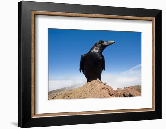 Common Raven (Corvus Corax) Perched on Rock, La Caldera De Taburiente Np, La Palma, Canary Islands-Relanzón-Framed Photographic Print