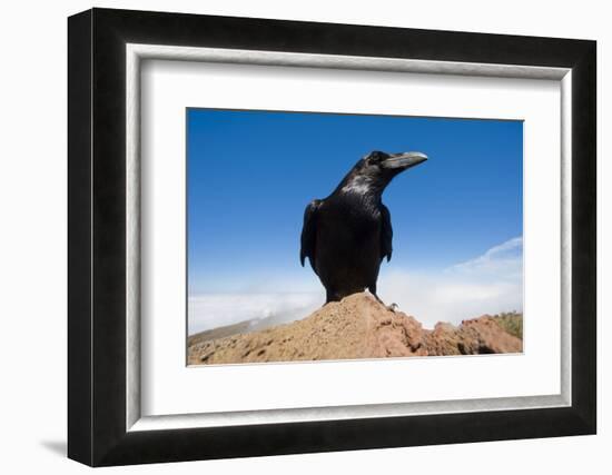 Common Raven (Corvus Corax) Perched on Rock, La Caldera De Taburiente Np, La Palma, Canary Islands-Relanzón-Framed Photographic Print