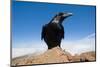 Common Raven (Corvus Corax) Perched on Rock, La Caldera De Taburiente Np, La Palma, Canary Islands-Relanzón-Mounted Photographic Print