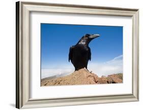 Common Raven (Corvus Corax) Perched on Rock, La Caldera De Taburiente Np, La Palma, Canary Islands-Relanzón-Framed Photographic Print