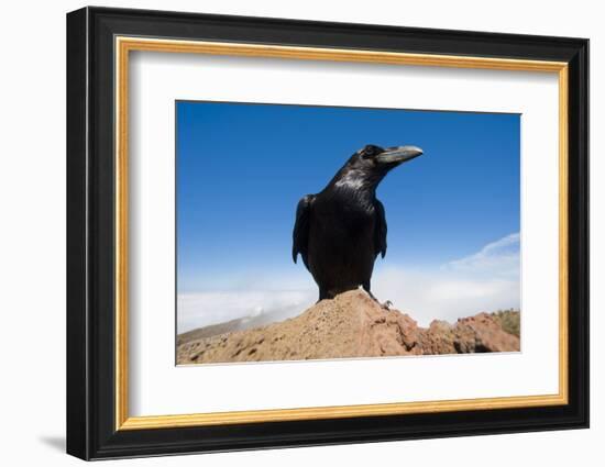 Common Raven (Corvus Corax) Perched on Rock, La Caldera De Taburiente Np, La Palma, Canary Islands-Relanzón-Framed Photographic Print