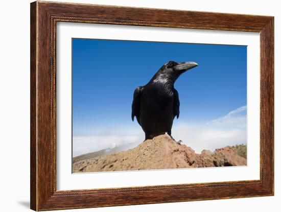 Common Raven (Corvus Corax) Perched on Rock, La Caldera De Taburiente Np, La Palma, Canary Islands-Relanzón-Framed Photographic Print