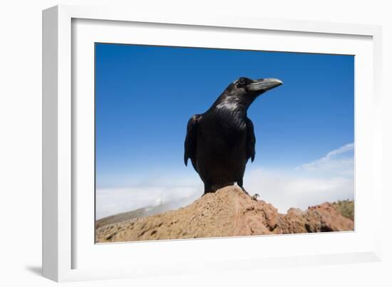 Common Raven (Corvus Corax) Perched on Rock, La Caldera De Taburiente Np, La Palma, Canary Islands-Relanzón-Framed Photographic Print