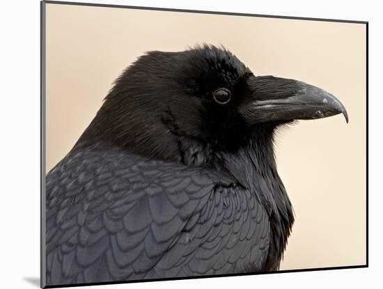 Common Raven (Corvus Corax), Petrified Forest National Park, Arizona-James Hager-Mounted Photographic Print