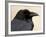 Common Raven (Corvus Corax), Petrified Forest National Park, Arizona-James Hager-Framed Photographic Print