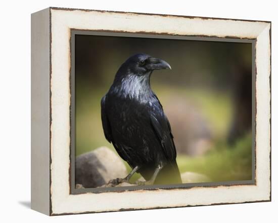 Common Raven, Corvus Corax, West Yellowstone, Montana, Wild-Maresa Pryor-Framed Premier Image Canvas