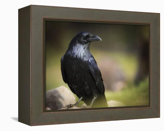 Common Raven, Corvus Corax, West Yellowstone, Montana, Wild-Maresa Pryor-Framed Premier Image Canvas