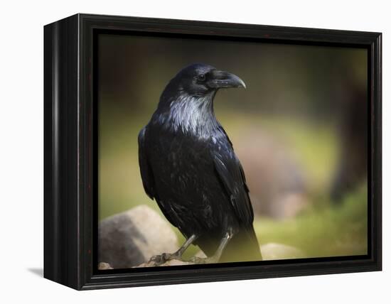 Common Raven, Corvus Corax, West Yellowstone, Montana, Wild-Maresa Pryor-Framed Premier Image Canvas