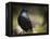 Common Raven, Corvus Corax, West Yellowstone, Montana, Wild-Maresa Pryor-Framed Premier Image Canvas