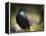 Common Raven, Corvus Corax, West Yellowstone, Montana, Wild-Maresa Pryor-Framed Premier Image Canvas