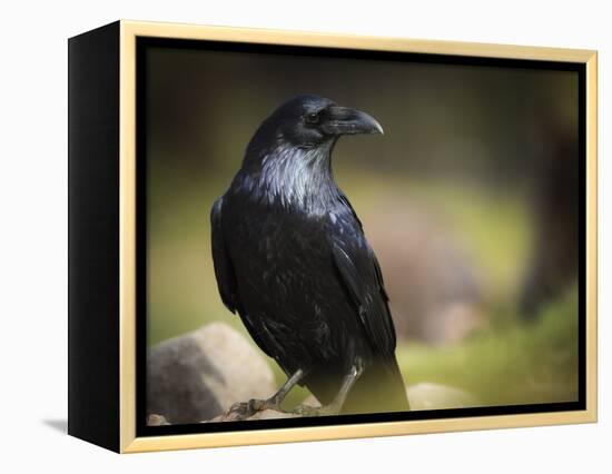 Common Raven, Corvus Corax, West Yellowstone, Montana, Wild-Maresa Pryor-Framed Premier Image Canvas