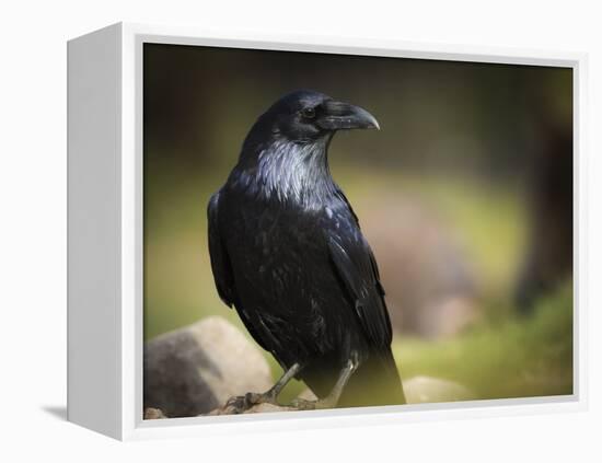 Common Raven, Corvus Corax, West Yellowstone, Montana, Wild-Maresa Pryor-Framed Premier Image Canvas