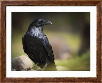Common Raven, Corvus Corax, West Yellowstone, Montana, Wild' Photographic  Print - Maresa Pryor 